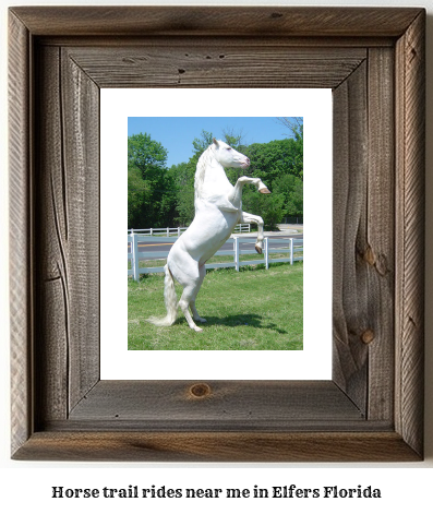 horse trail rides near me in Elfers, Florida